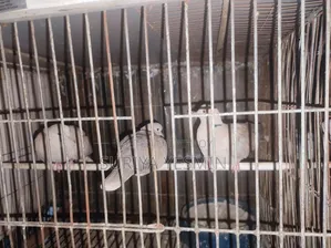 Complete setup with birds will be sold.
