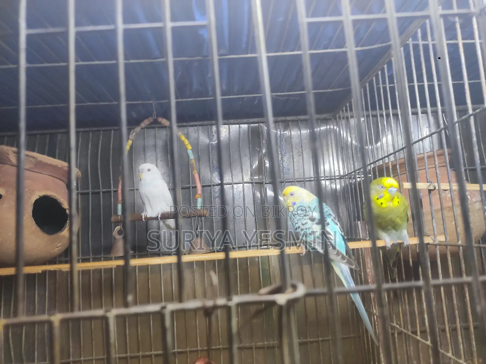 Complete setup with birds will be sold.