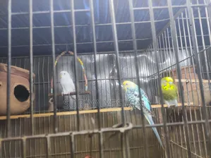 Complete setup with birds will be sold.
