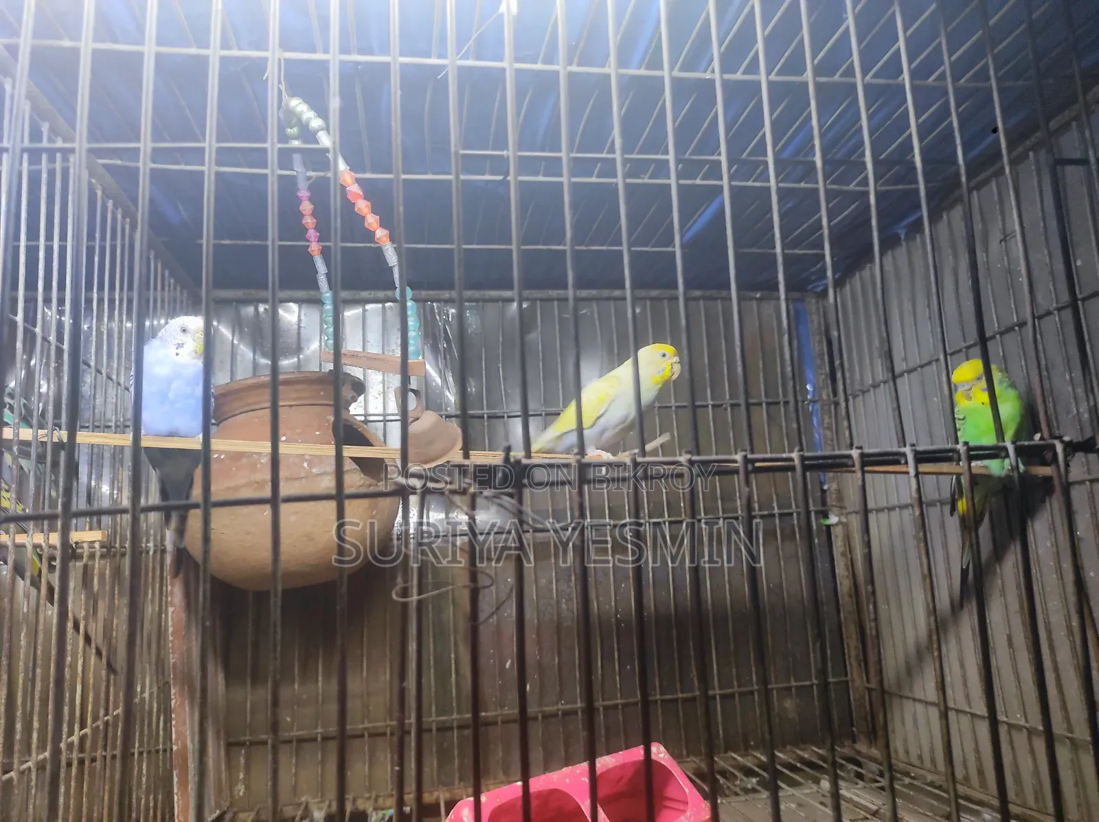 Complete setup with birds will be sold.