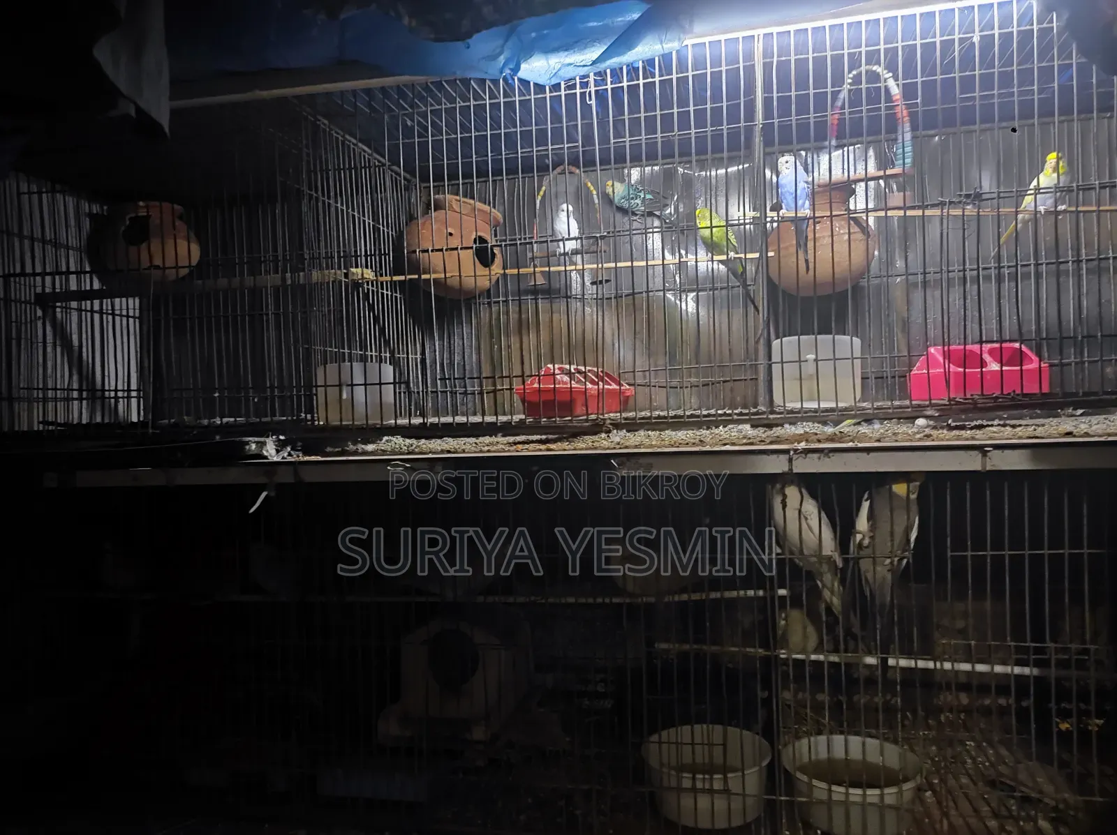 Complete setup with birds will be sold.