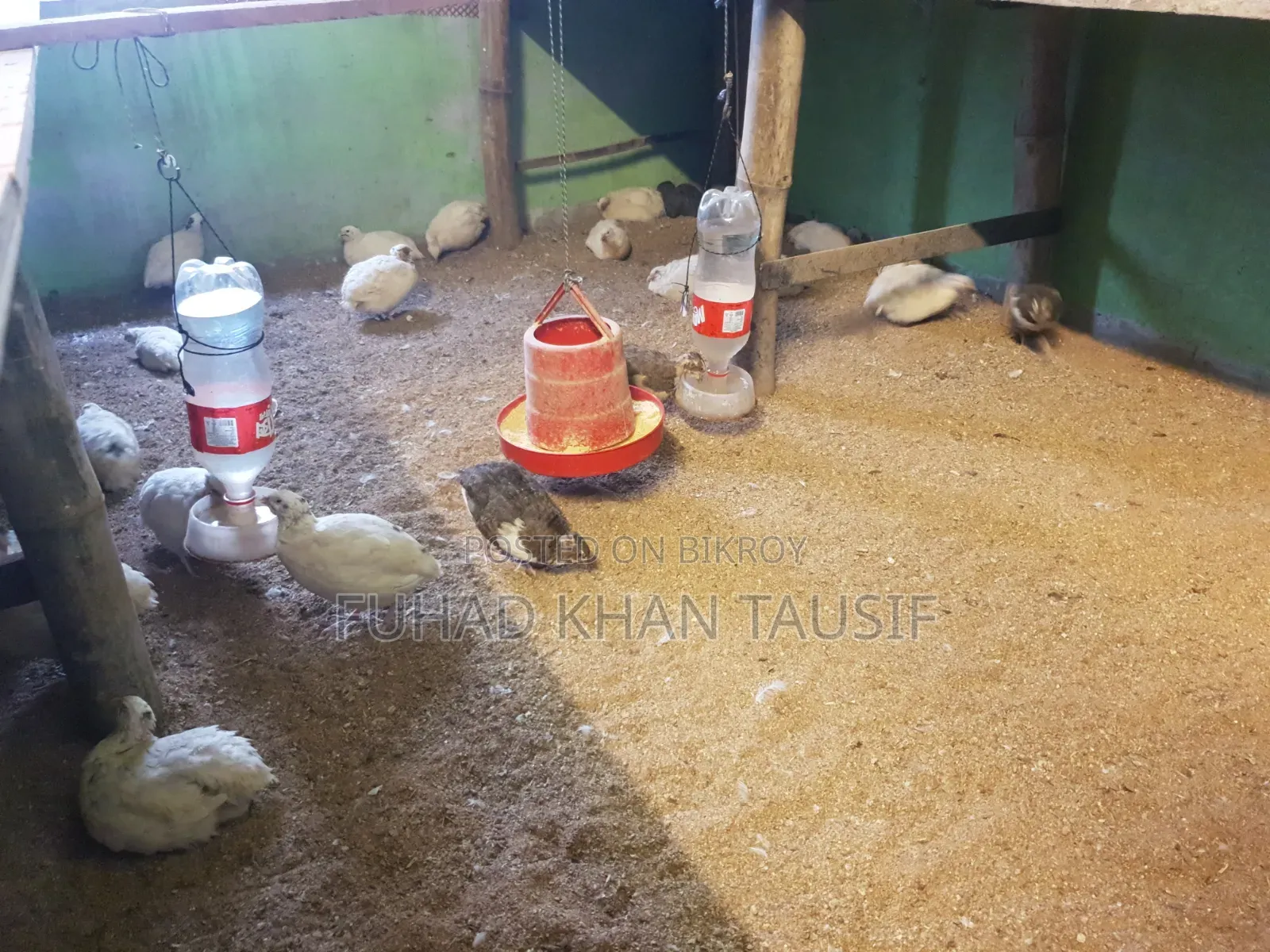 Europian Jaint Kotonix Quail