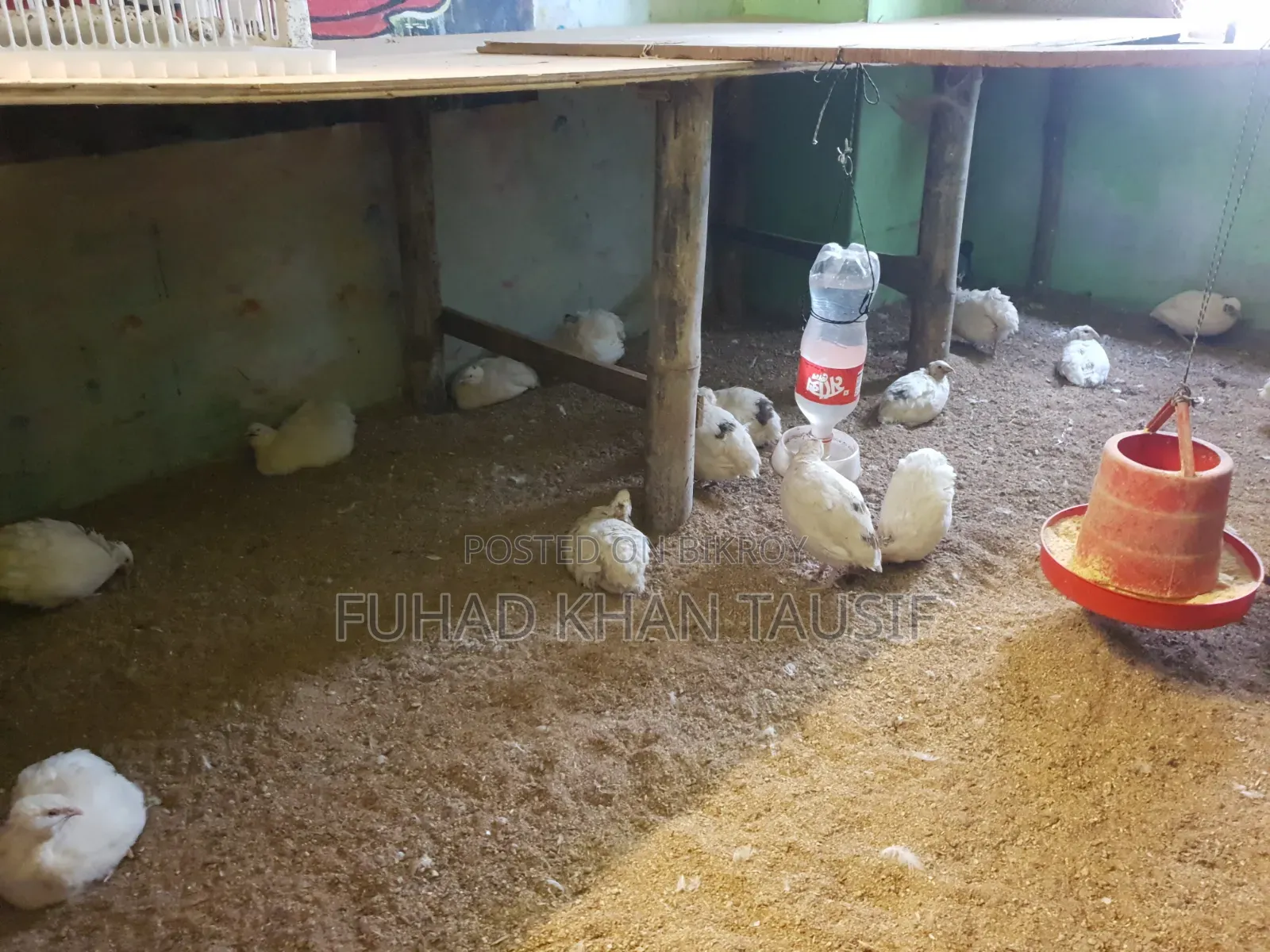 Europian Jaint Kotonix Quail