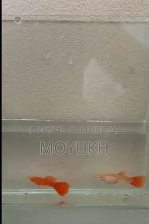 Red Moscow Guppy