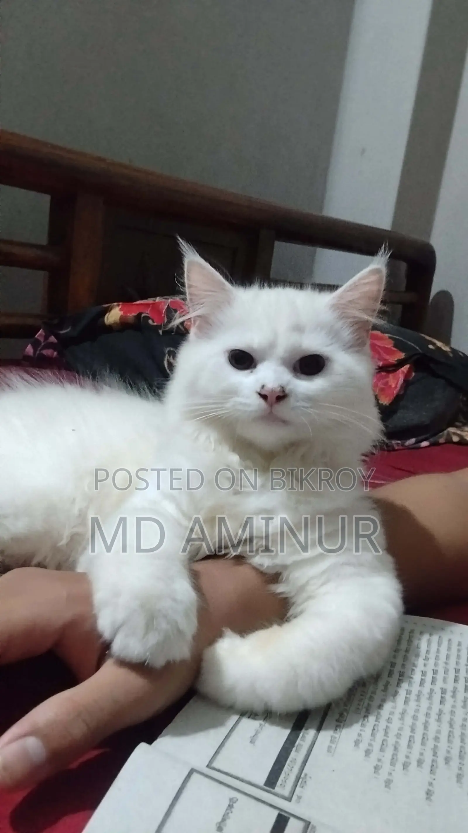 3-6 months Male Purebred Persian