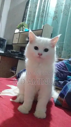 3-6 months Male Purebred Persian