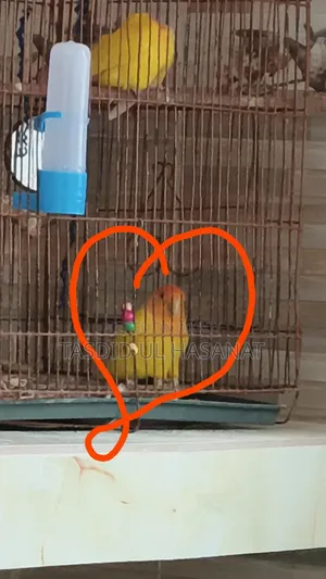 পুরুষ লাভ বার্ড বিক্রি হবে | Male Love Bird for Sale