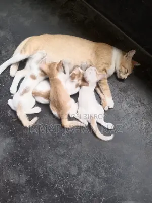 1-3 months Female Mixed Breed Bengal
