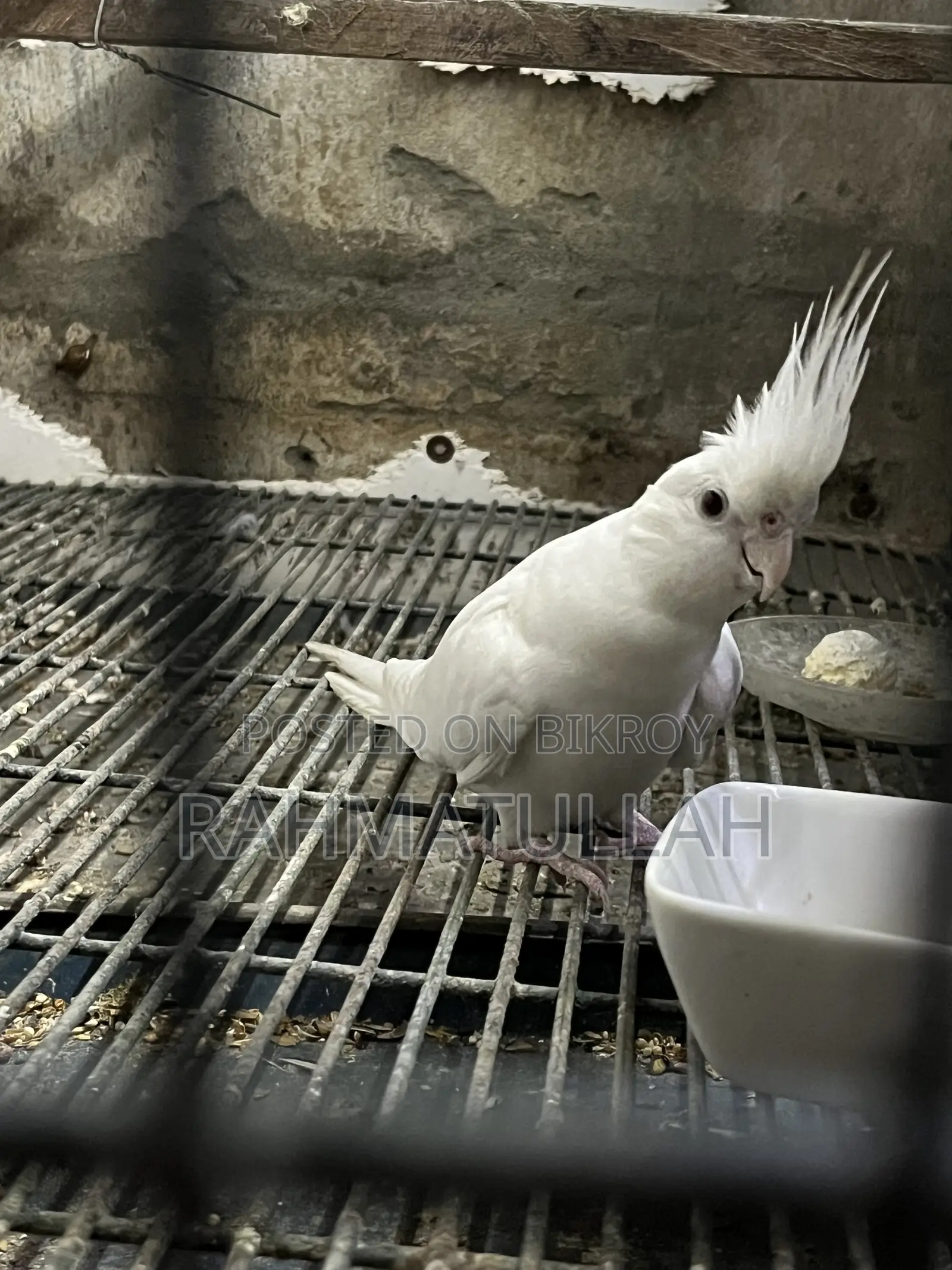 Albino Adult