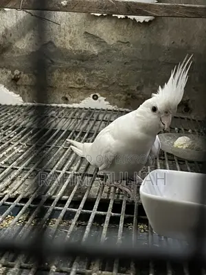 Albino Adult