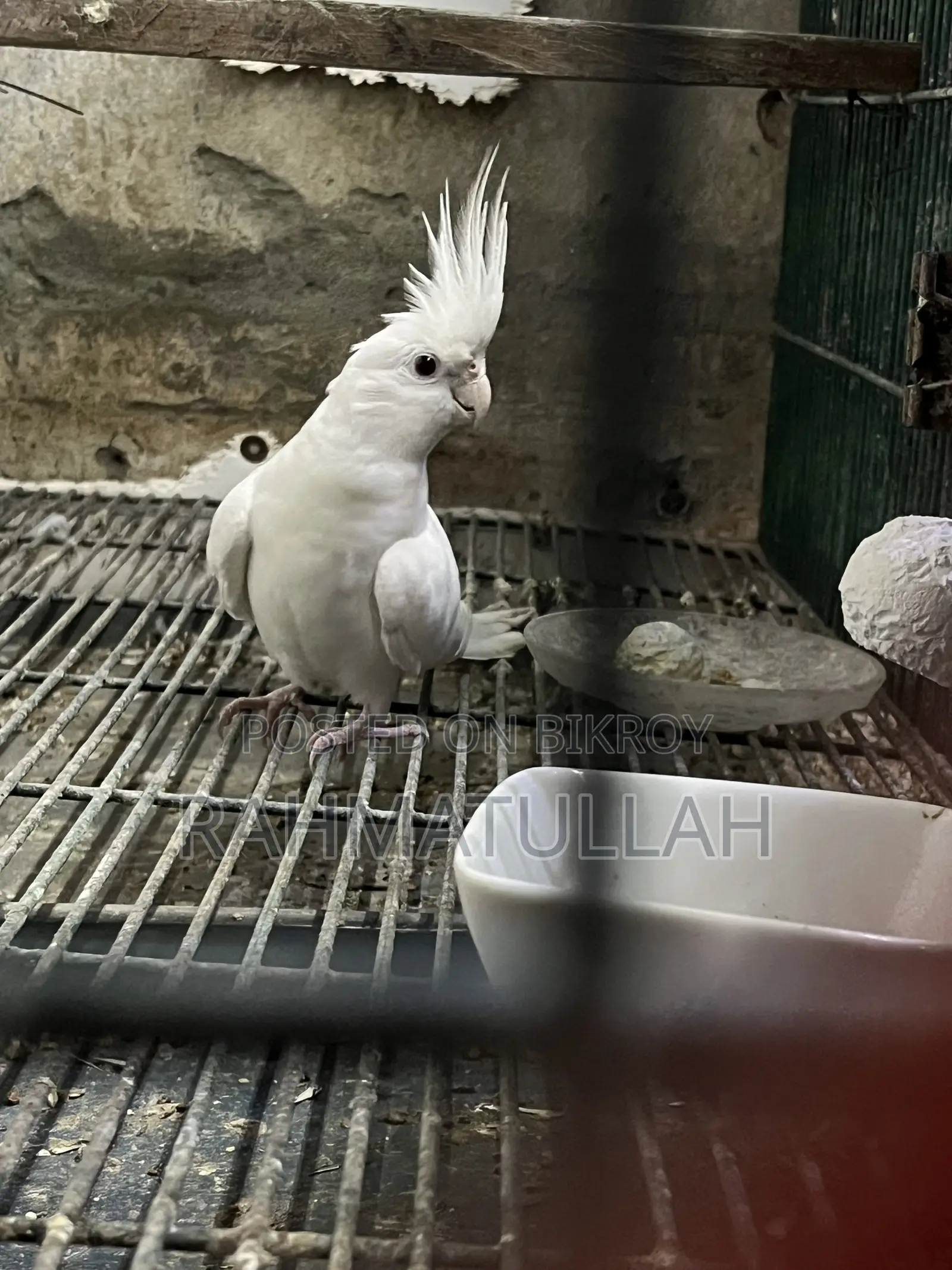 Albino Adult