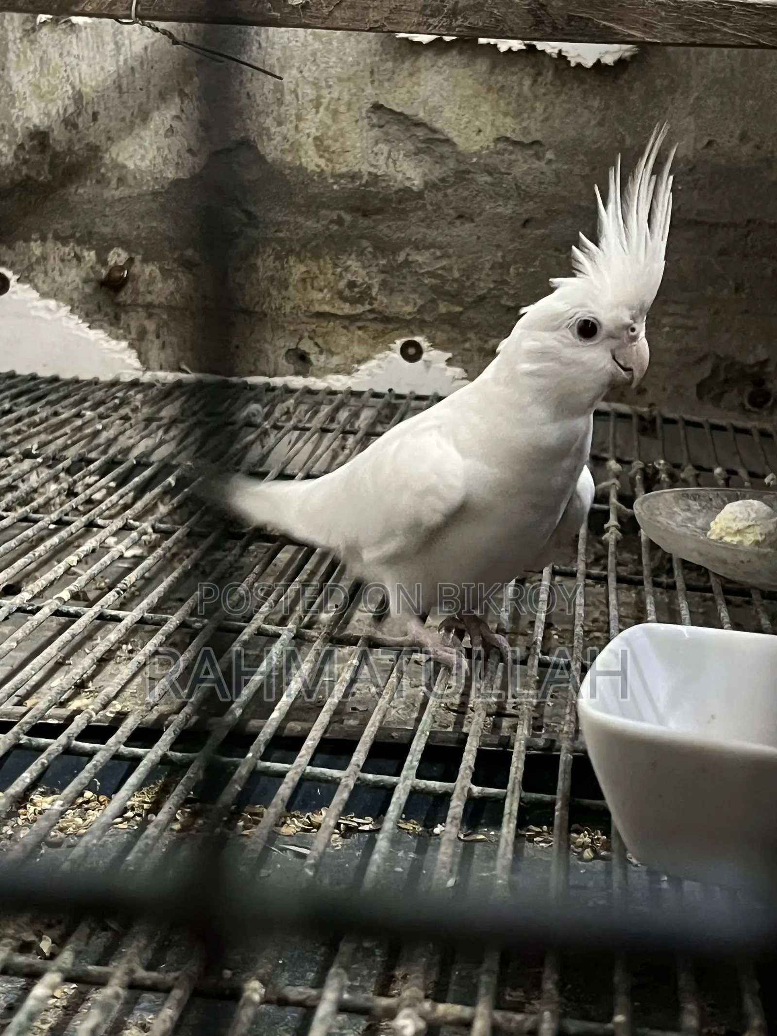 Albino Adult