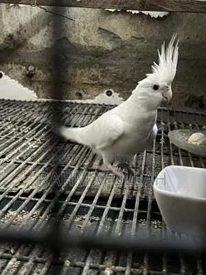 Albino Adult