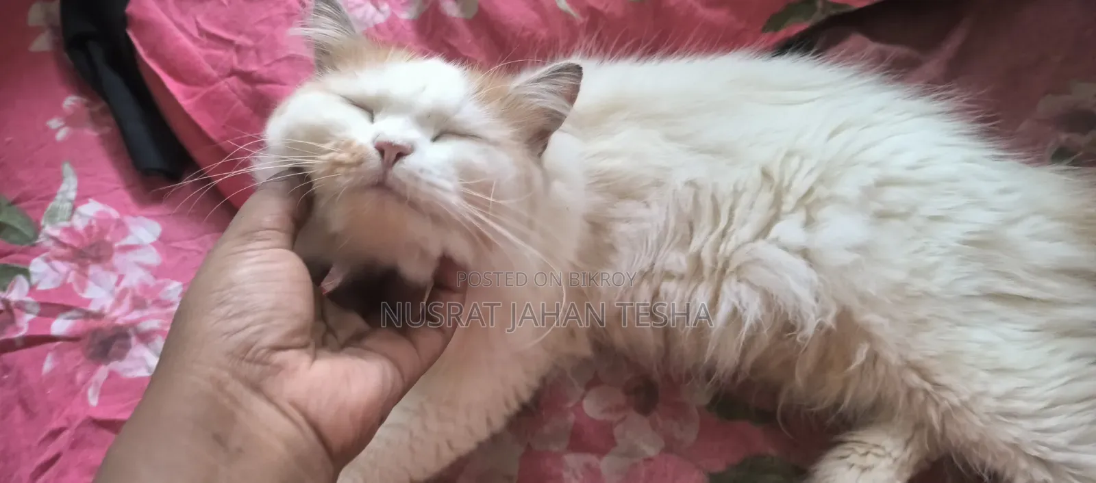 1+ year Male Purebred Persian
