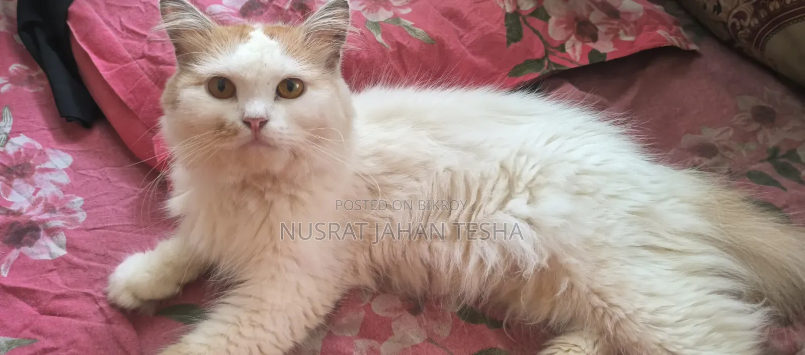1+ year Male Purebred Persian