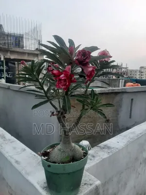 এডুনিয়াম বড় গাছ