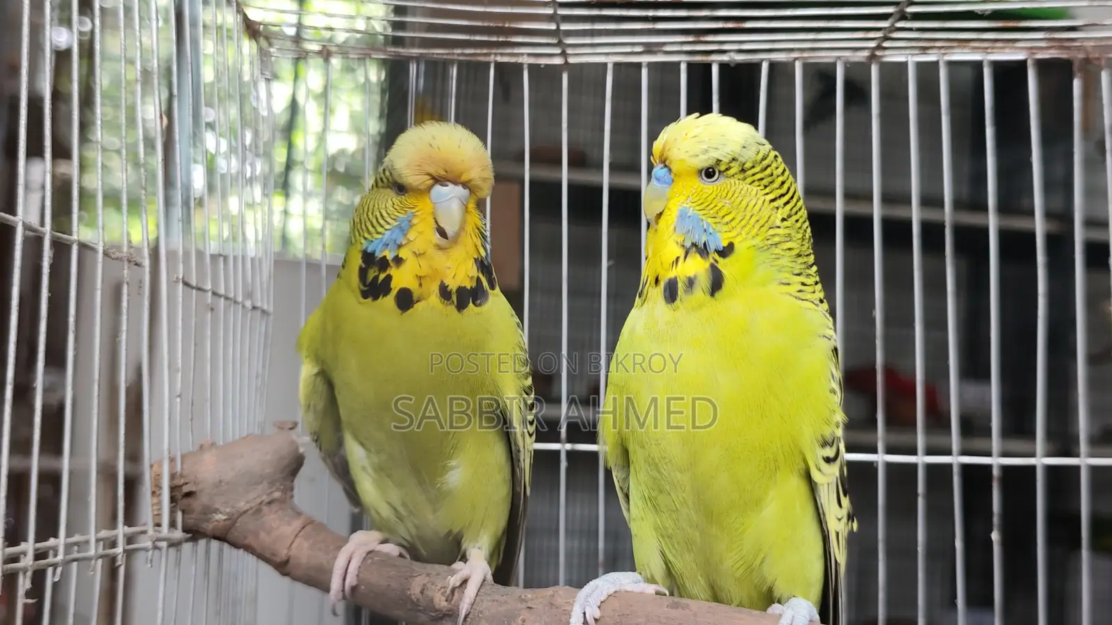 Exhibition English Budgerigar Pair