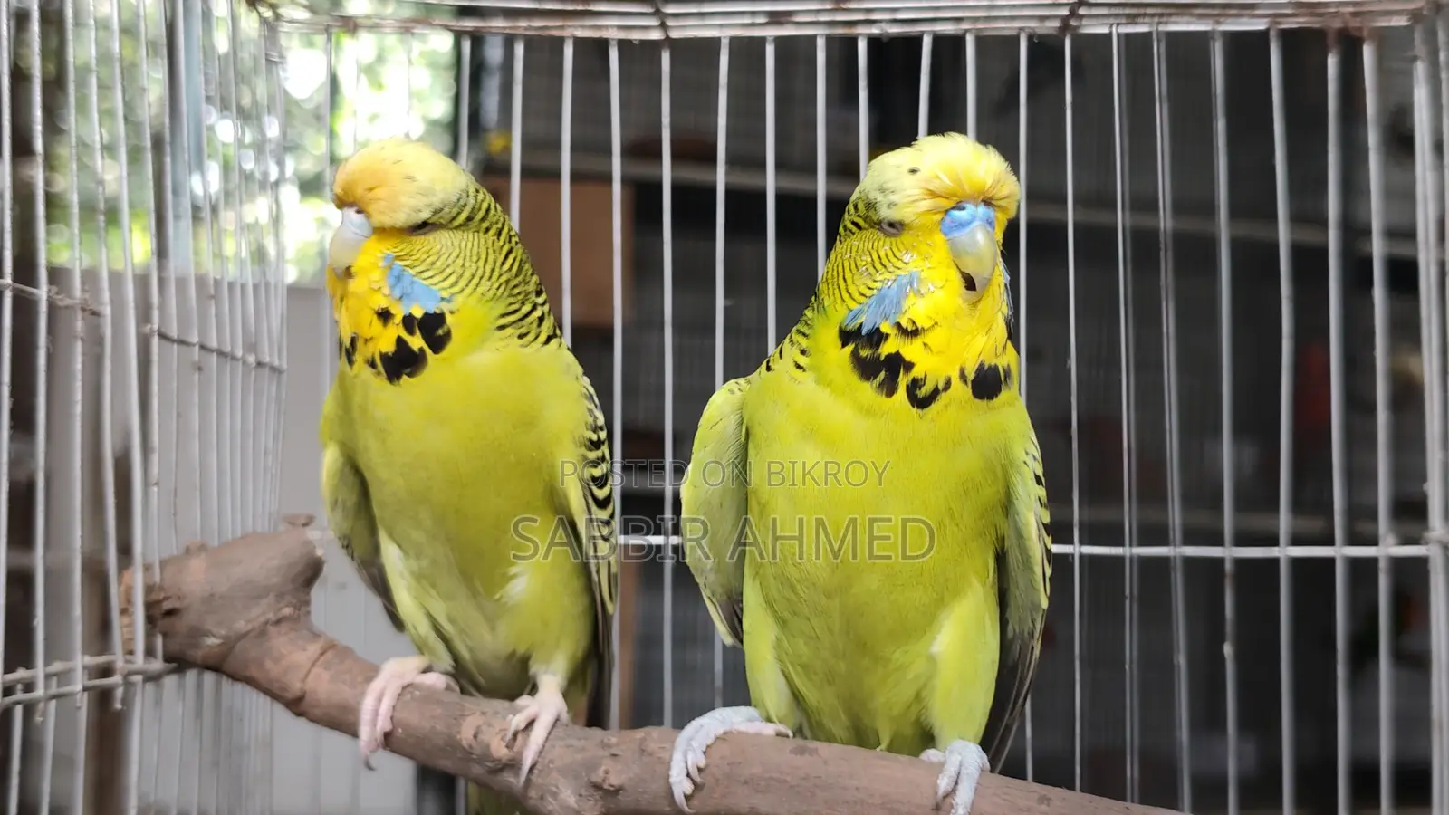 Exhibition English Budgerigar Pair