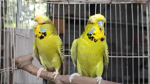 Exhibition English Budgerigar Pair