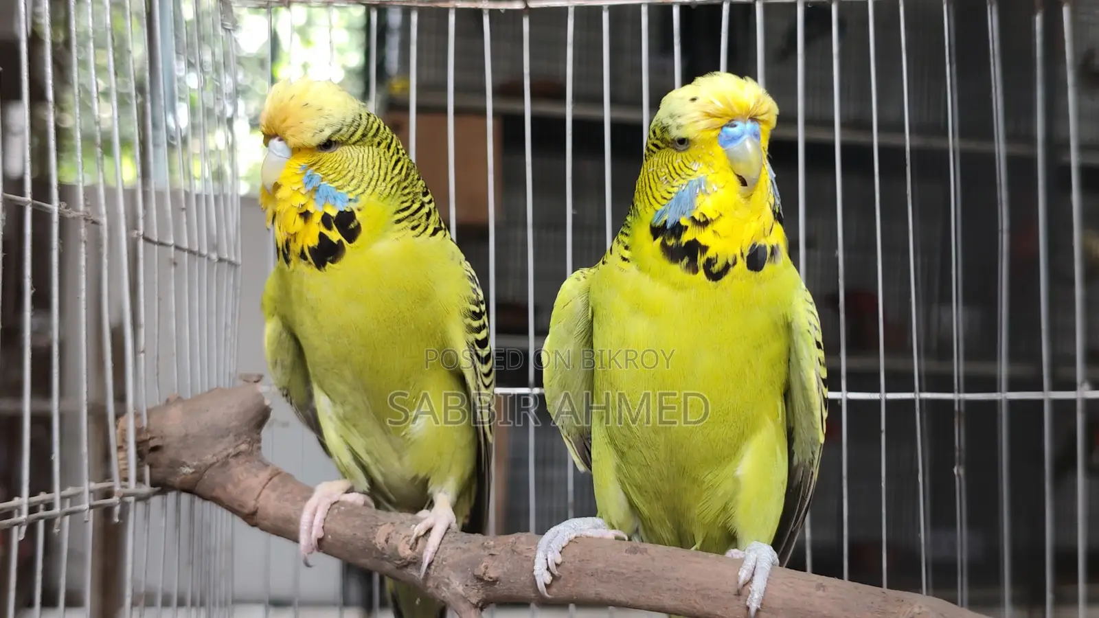 Exhibition English Budgerigar Pair