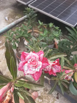 এডুনিয়াম বড় গাছ