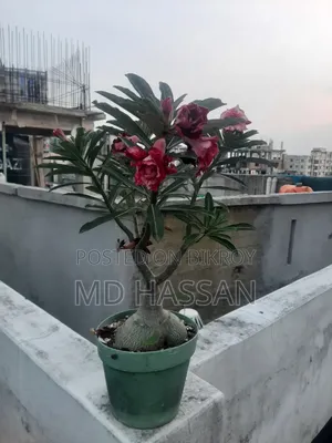 এডুনিয়াম বড় গাছ