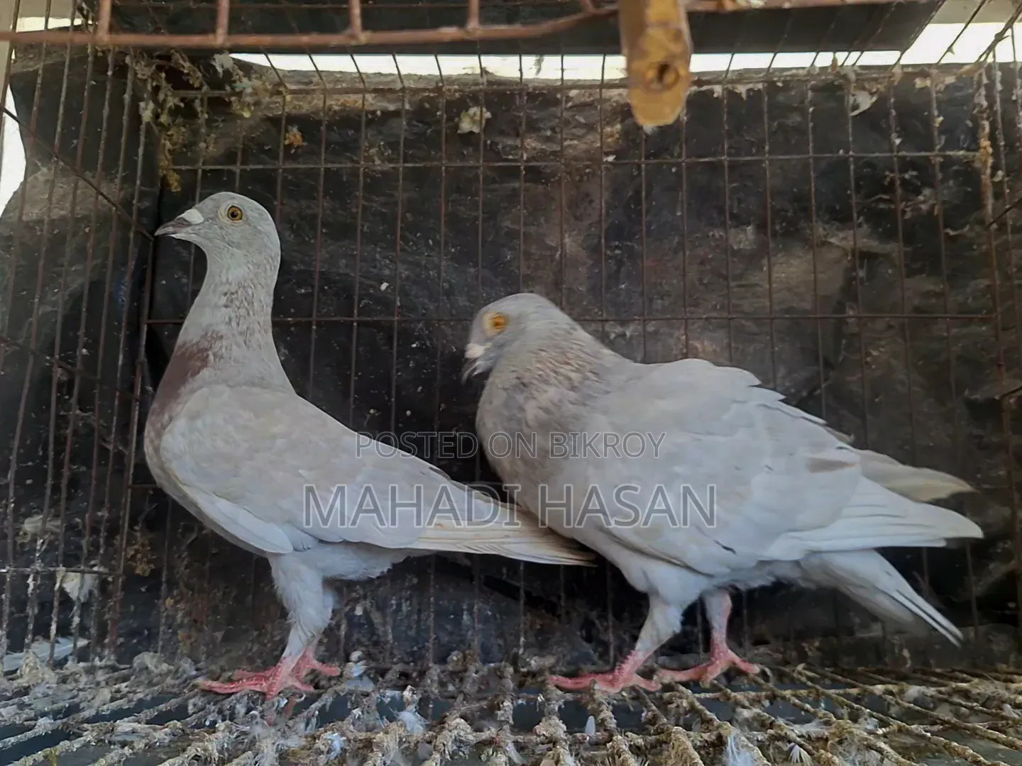 হোমোজিনিয়াস পেয়ার