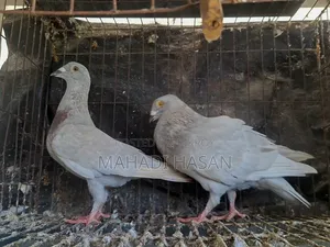 হোমোজিনিয়াস পেয়ার