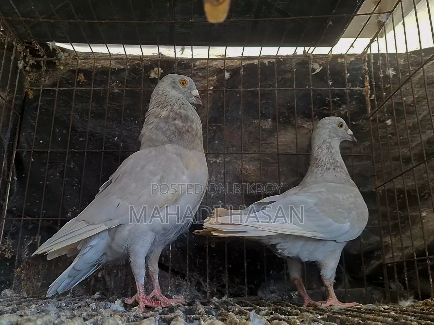 হোমোজিনিয়াস পেয়ার