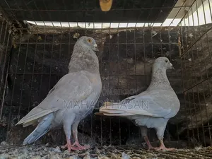 হোমোজিনিয়াস পেয়ার