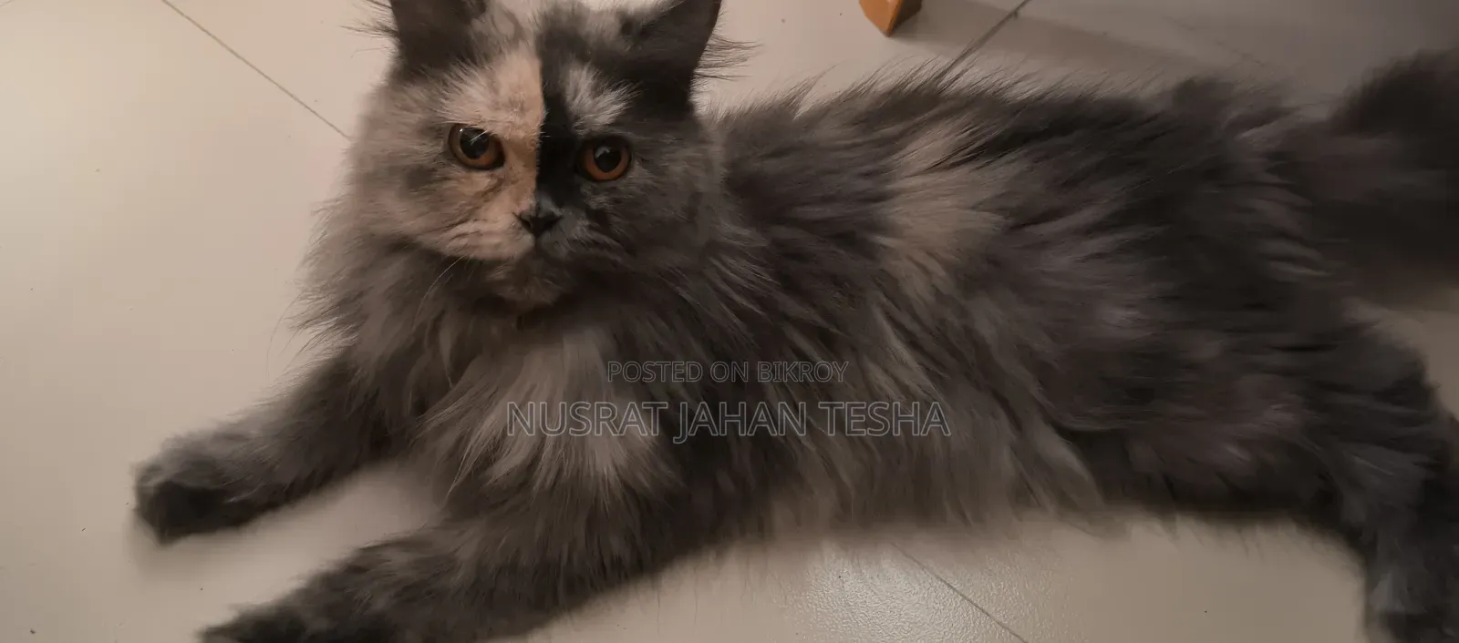 1+ year Female Purebred Persian