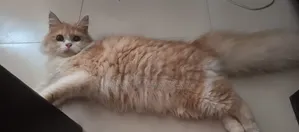 6-12 months Male Purebred Persian