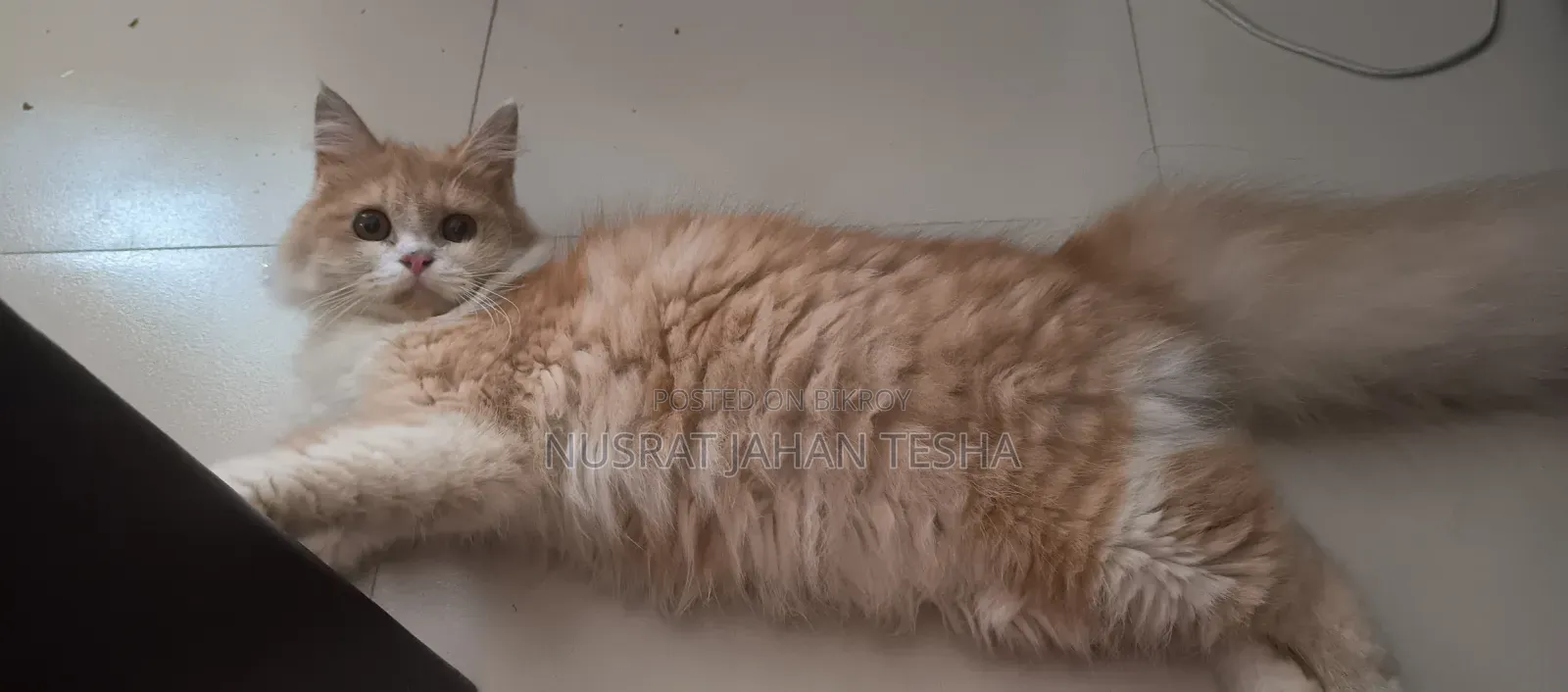 6-12 months Male Purebred Persian