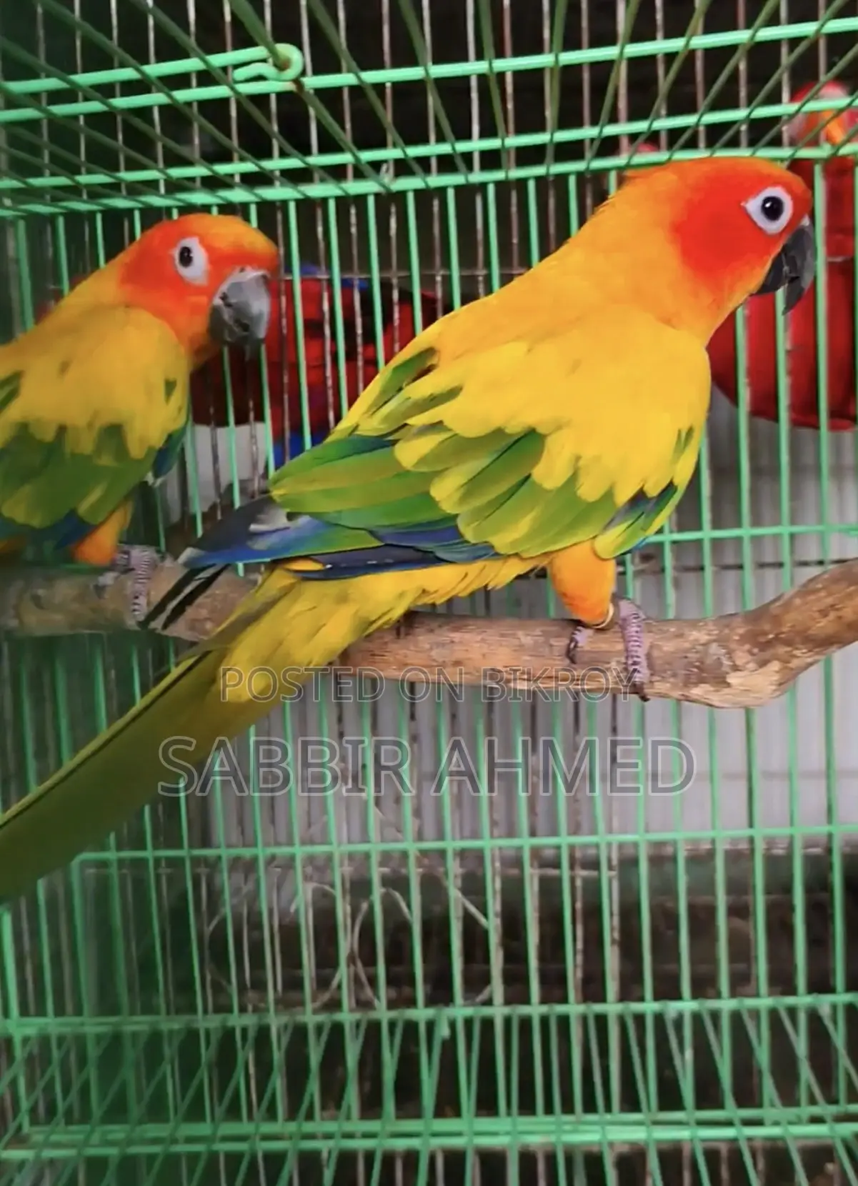 Sun Conure Full Adult Male