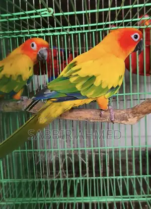 Sun Conure Full Adult Male