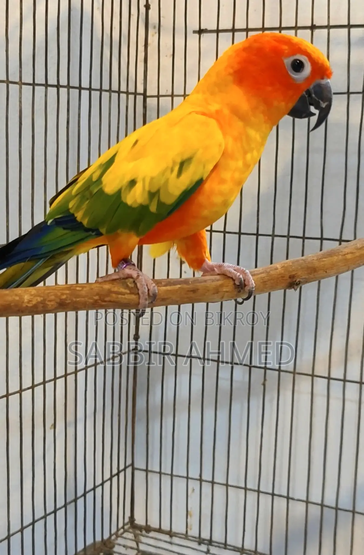 Sun Conure Full Adult Male