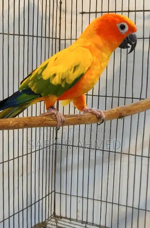 Sun Conure Full Adult Male