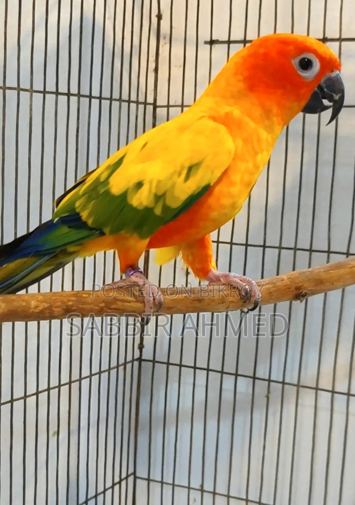 Sun Conure Full Adult Male
