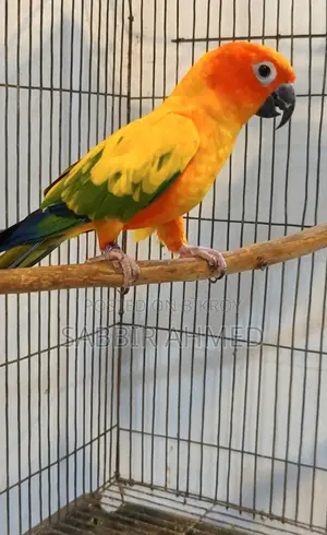 Sun Conure Full Adult Male