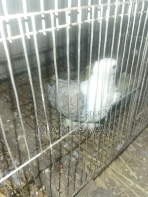 টেম ঝরনা সর্টিন