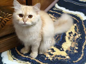 1+ year Male Purebred Persian