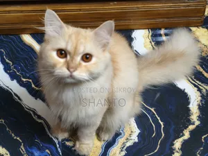 1+ year Male Purebred Persian