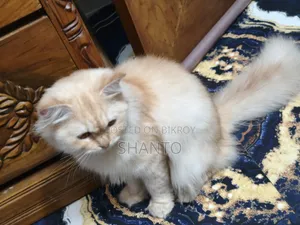 1+ year Male Purebred Persian