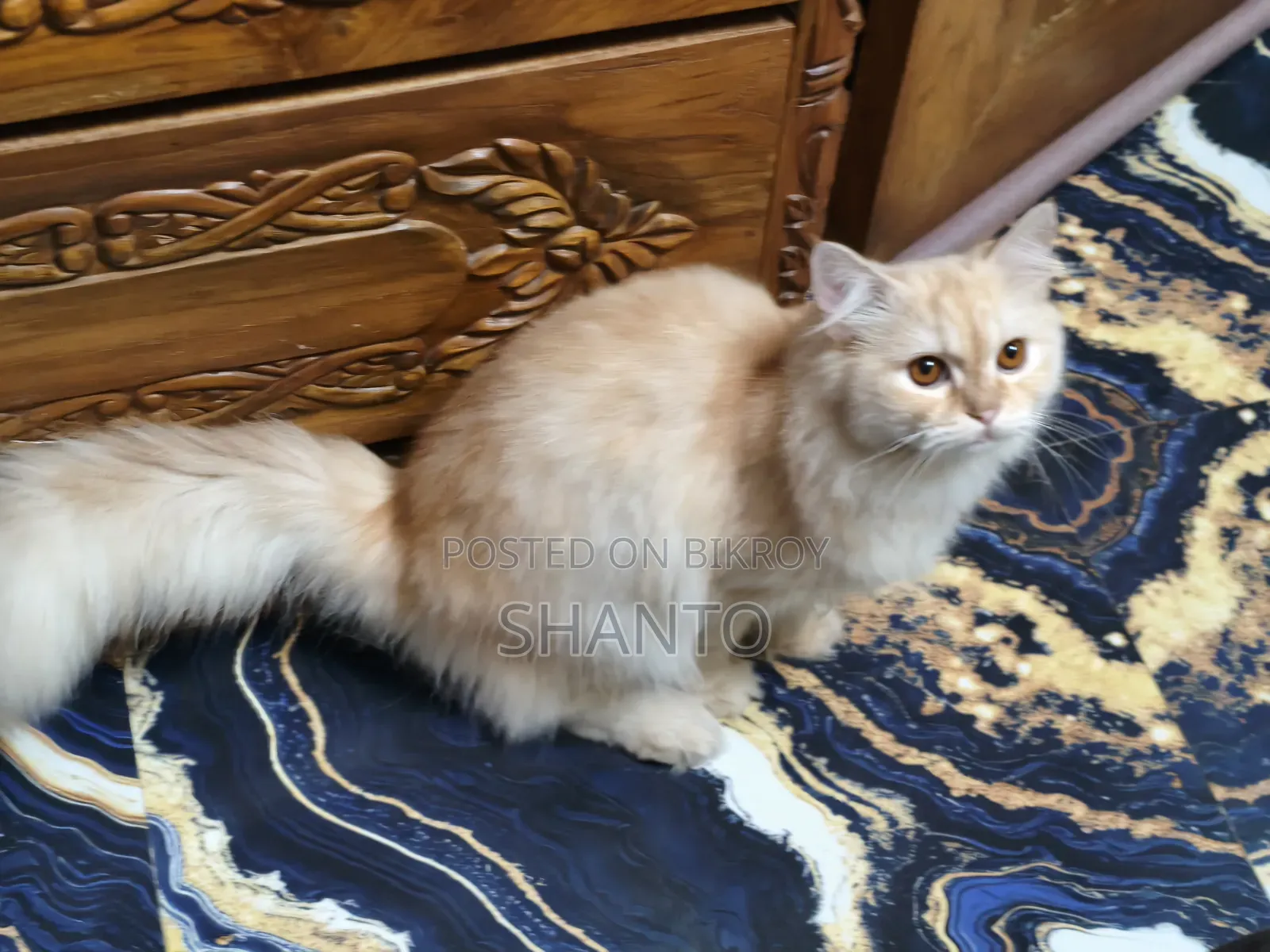 1+ year Male Purebred Persian