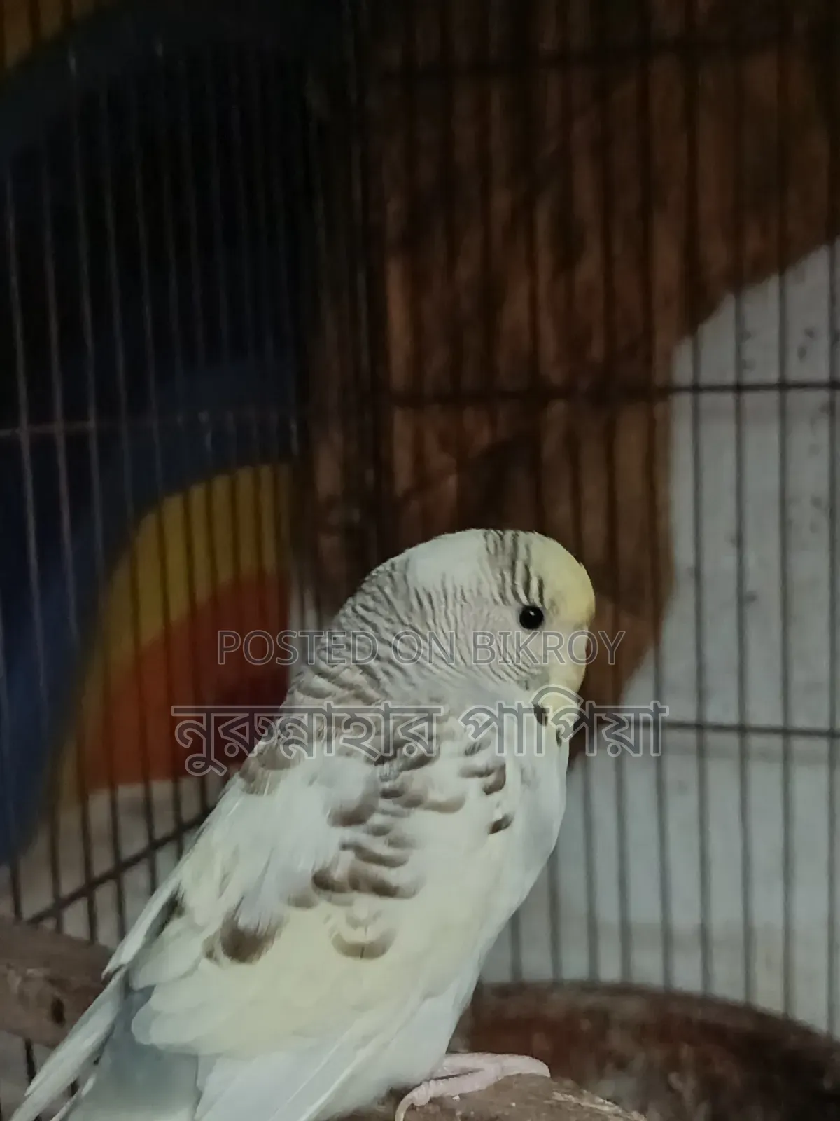 বাজরিগার এডাল্ট ফিমেল
