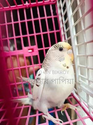 বাজরিগার এডাল্ট ফিমেল