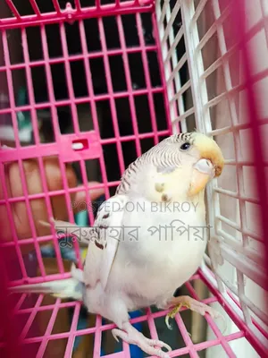 বাজরিগার এডাল্ট ফিমেল