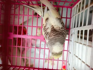 বাজরিগার এডাল্ট ফিমেল