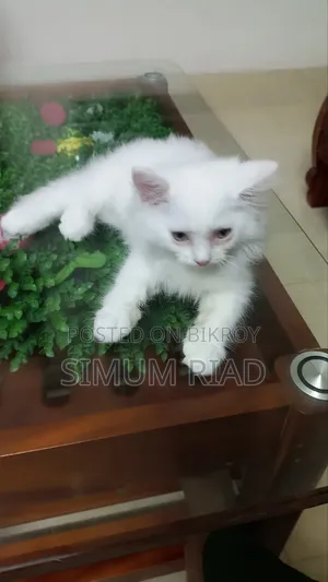 1-3 months Female Purebred Persian