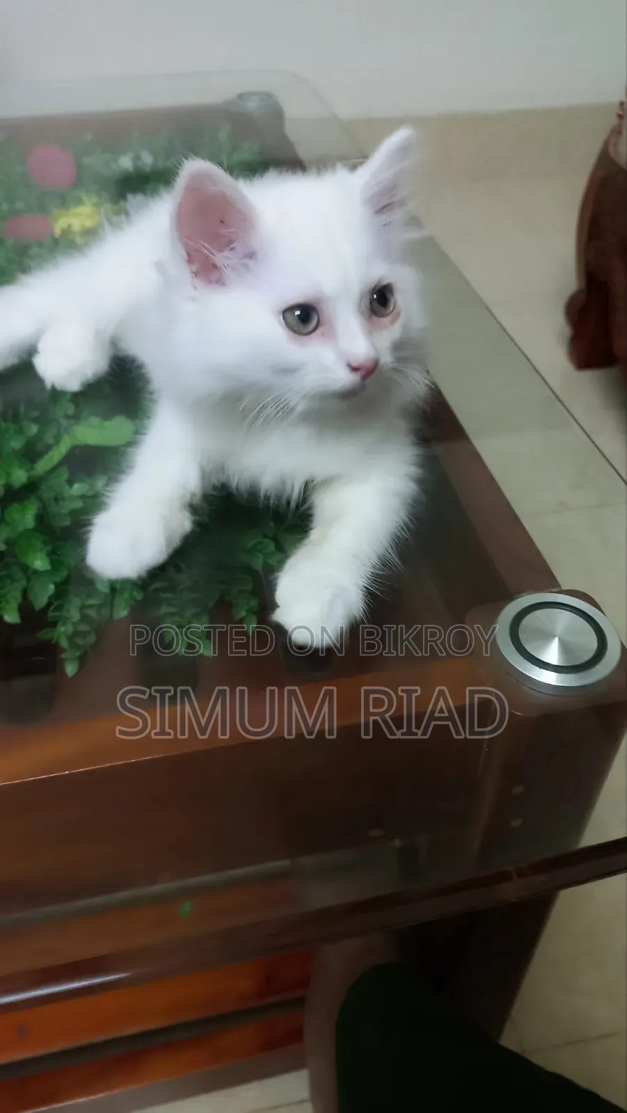 1-3 months Female Purebred Persian